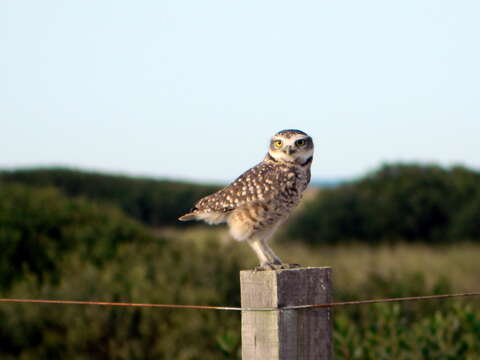 Image of Burrowing Owl