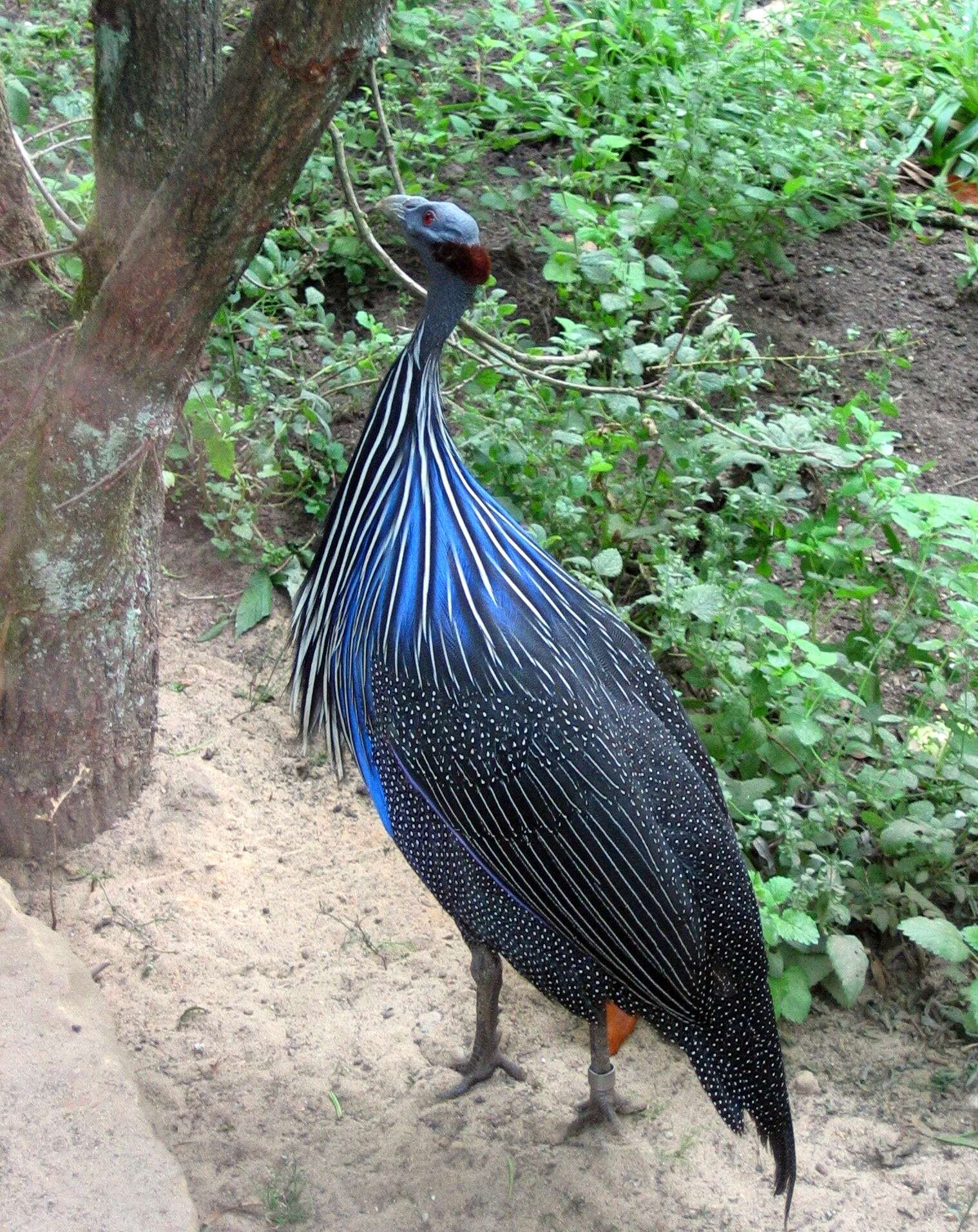 Image of guineafowls