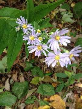 Plancia ëd Symphyotrichum shortii (Lindl.) G. L. Nesom