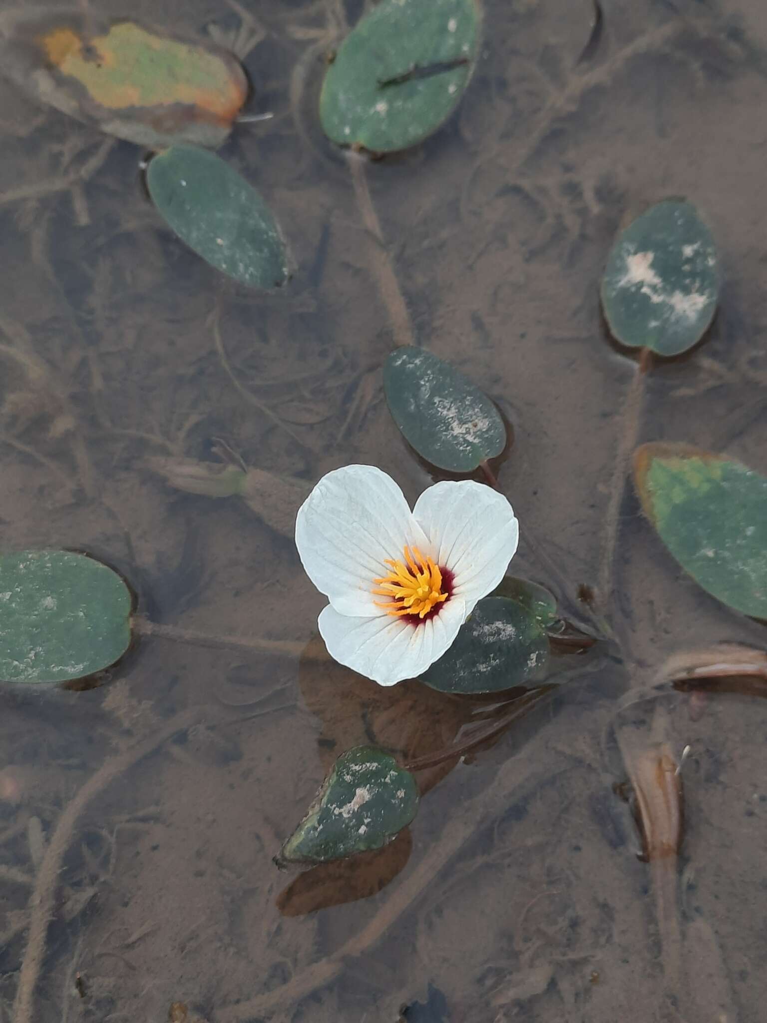 Image of Ottelia ovalifolia (R. Br.) Rich.