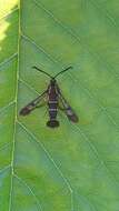 Image of currant and gooseberry borer