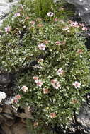 Image de Potentilla nitida L.