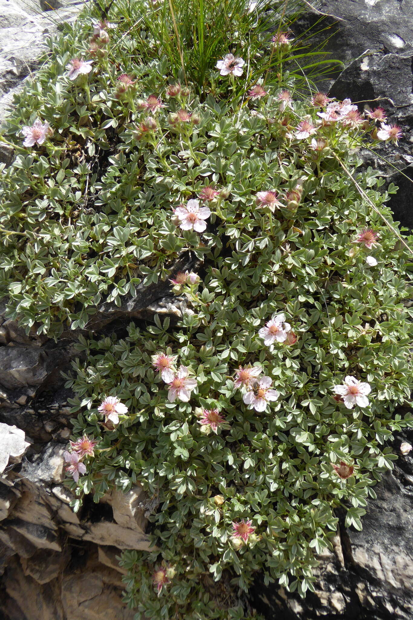 Image de Potentilla nitida L.