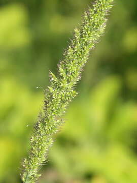 Plancia ëd <i>Setaria <i>verticillata</i></i> var. verticillata