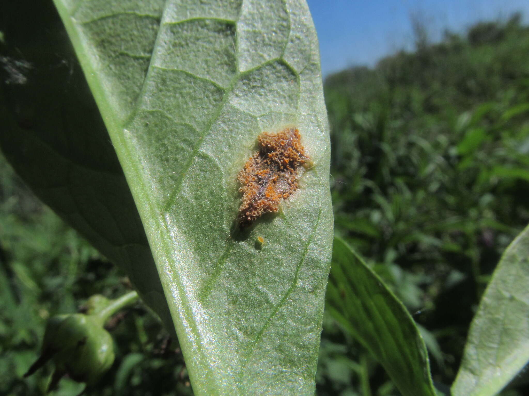 Image of Puccinia recondita Roberge ex Desm. 1857