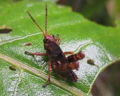 Image of Agriacris aequatoriana (Bolívar & I. 1909)