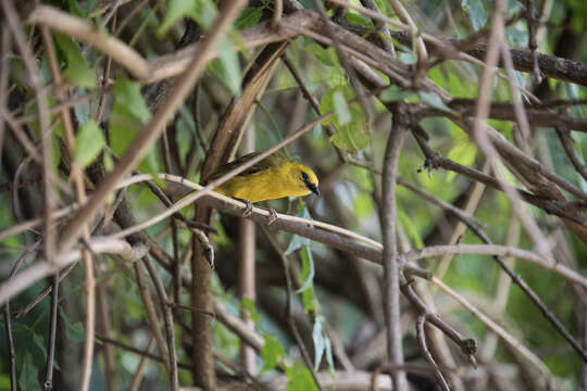 Image of Slender-billed Weaver