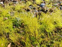 Image of Streblotrichum convolutum (Hedw.) P. Beauv.