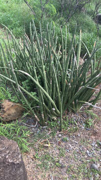 Image de Sansevieria cylindrica Bojer ex Hook.