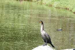 Plancia ëd Phalacrocorax auritus (Lesson & R 1831)