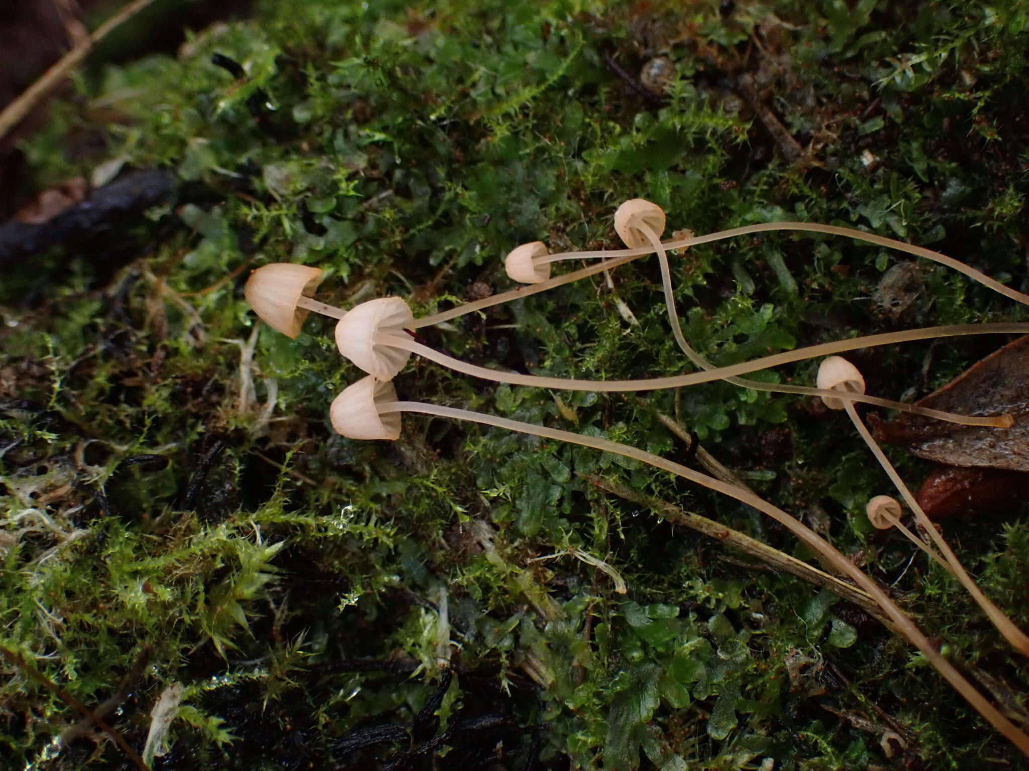 Слика од Mycena pterigena (Fr.) P. Kumm. 1871