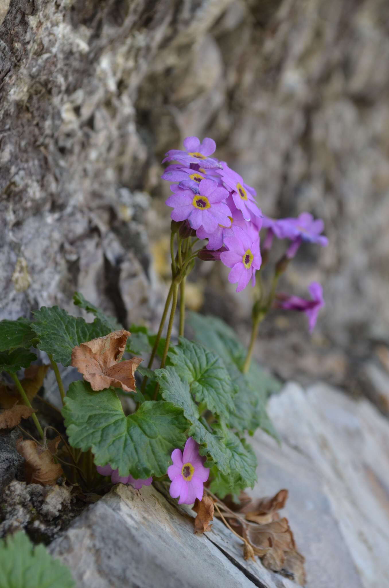 Image of Primula minkwitziae W. W. Smith