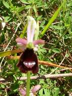 Слика од Ophrys bertolonii Moretti