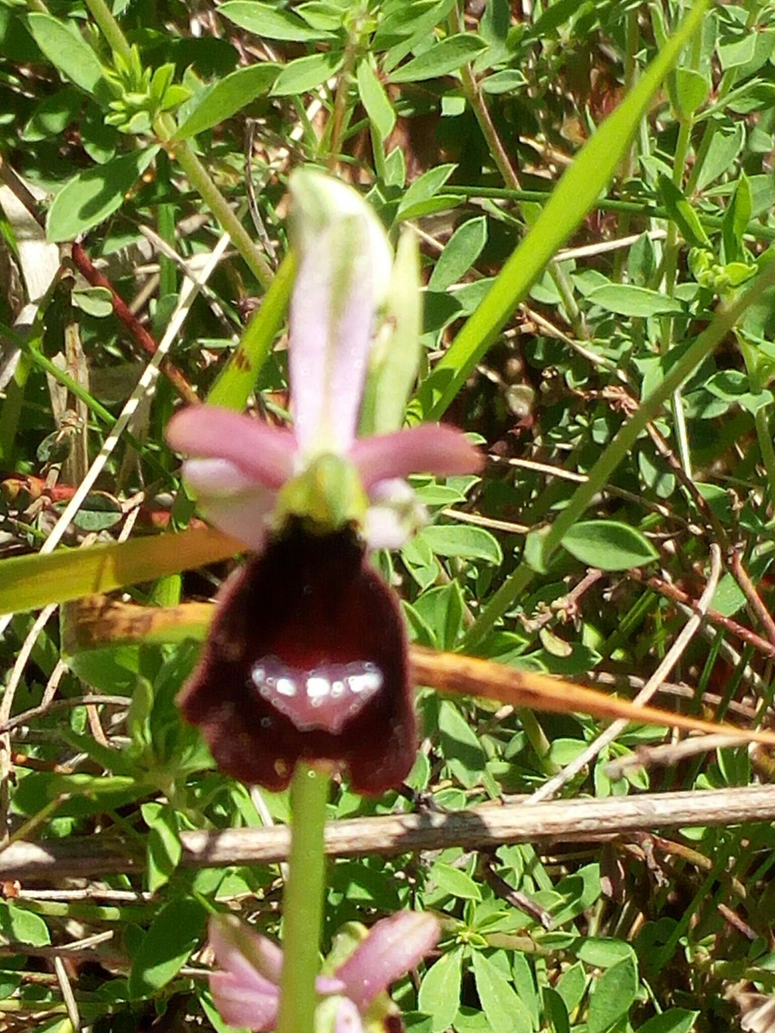 Слика од Ophrys bertolonii Moretti