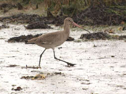 Image of Limosa limosa islandica Brehm & CL 1831