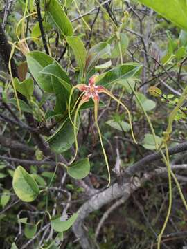 Слика од Strophanthus divaricatus (Lour.) Hook. & Arnott