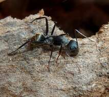 صورة Camponotus cinctellus (Gerstaecker 1859)