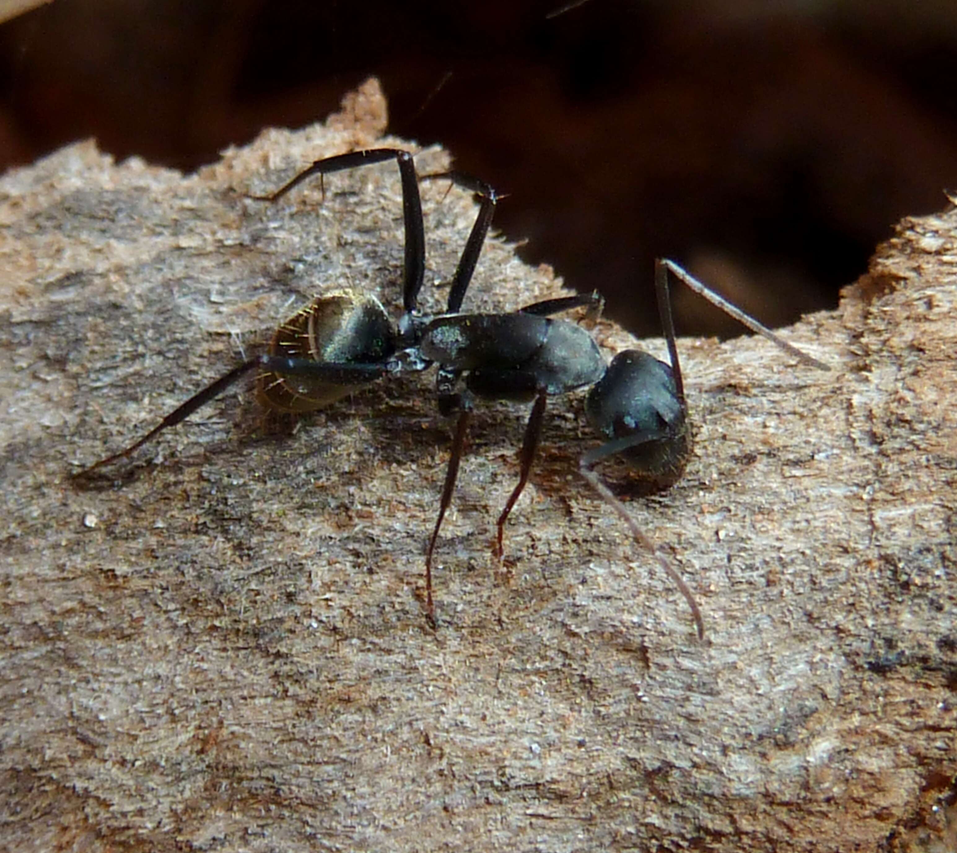 صورة Camponotus cinctellus (Gerstaecker 1859)