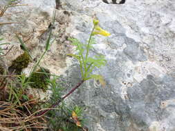 Plancia ëd Succowia balearica (L.) Medik.