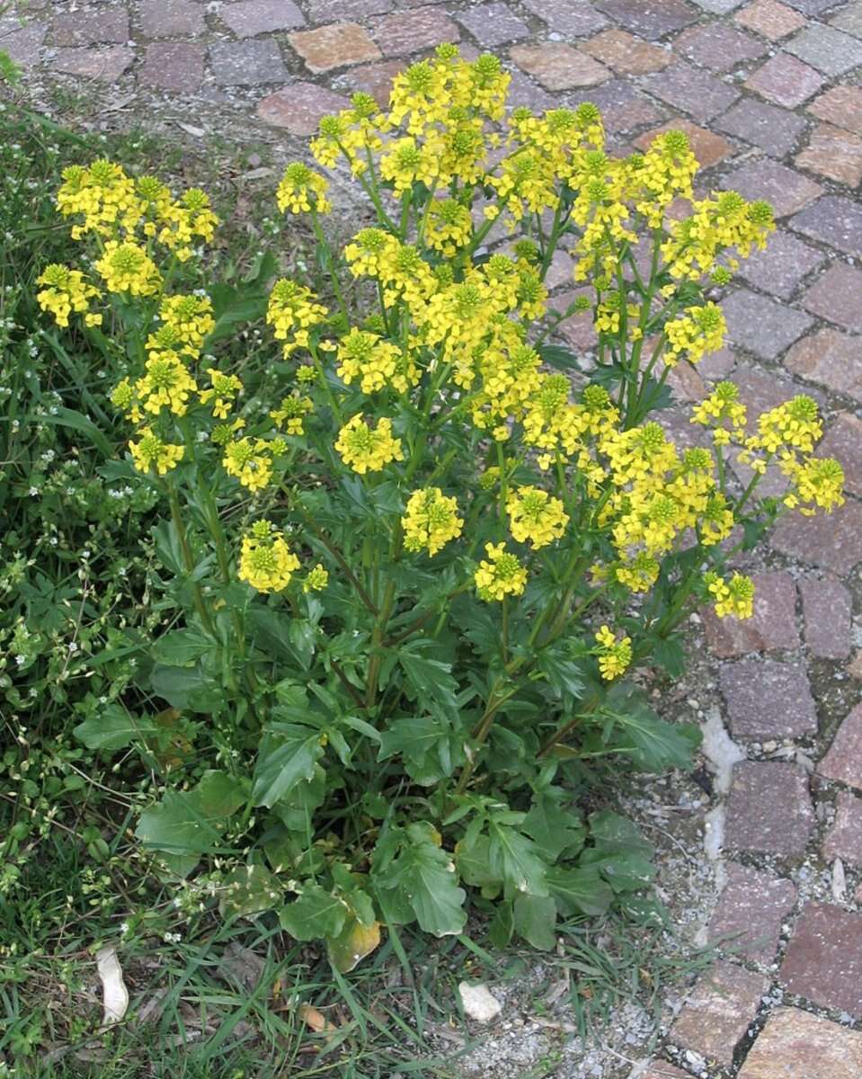 Image of black mustard