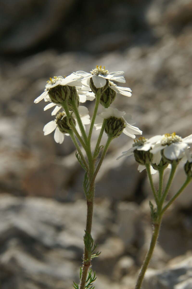 Image of Schwarzrandige Schafgarbe