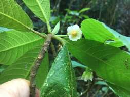 Image of Saurauia andreana F. M. Bailey