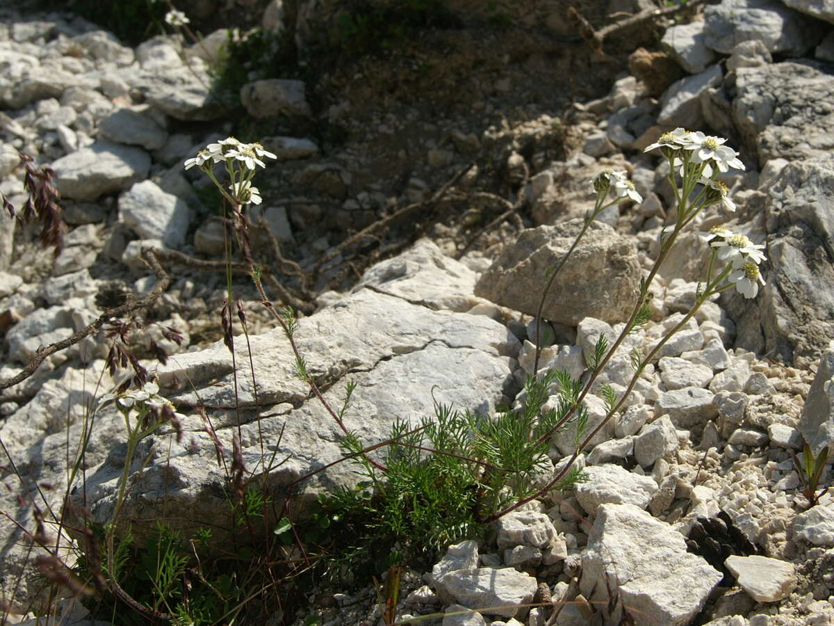 Image of Schwarzrandige Schafgarbe