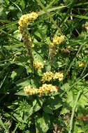 Verbascum nigrum L. resmi