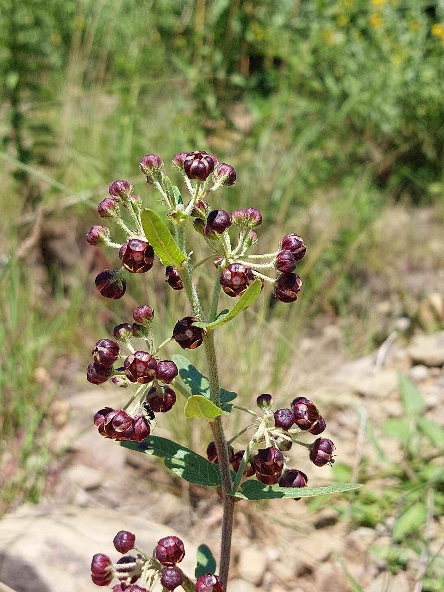 Image of Schizoglossum atropurpureum subsp. atropurpureum