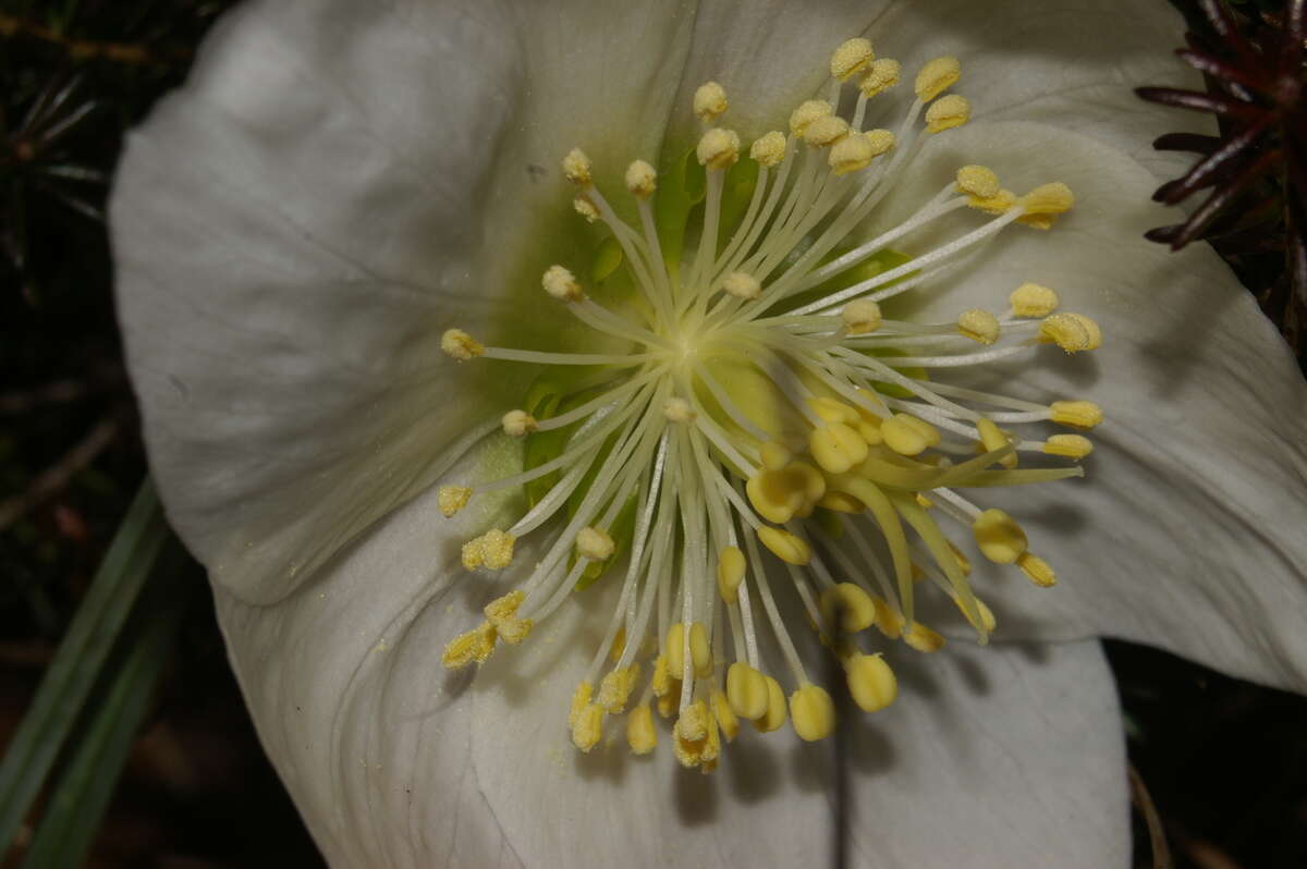 Image of black hellebore