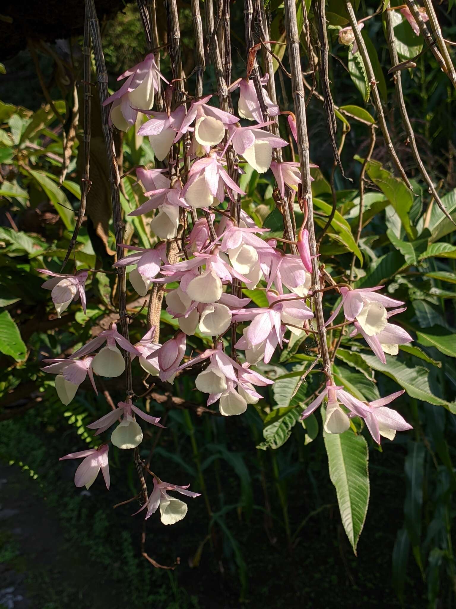 Image of Hooded orchid