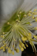 Image of black hellebore