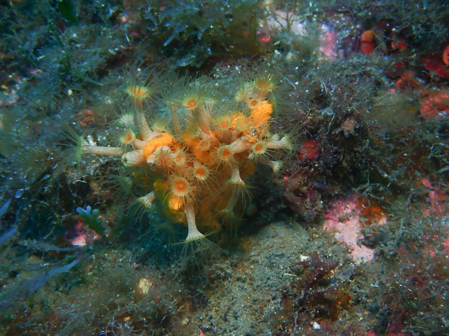 Image of Yellow encrusting anemone