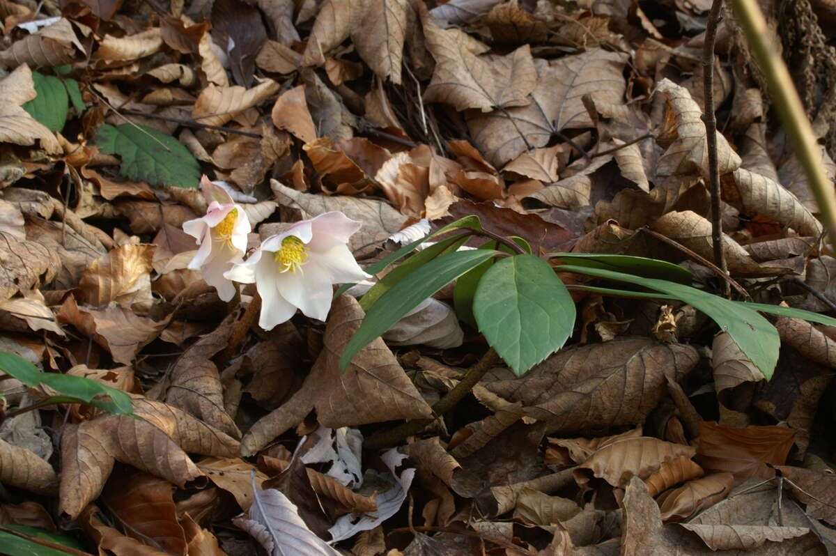 Image of black hellebore