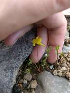 Image de Gratiola aurea Muhl.