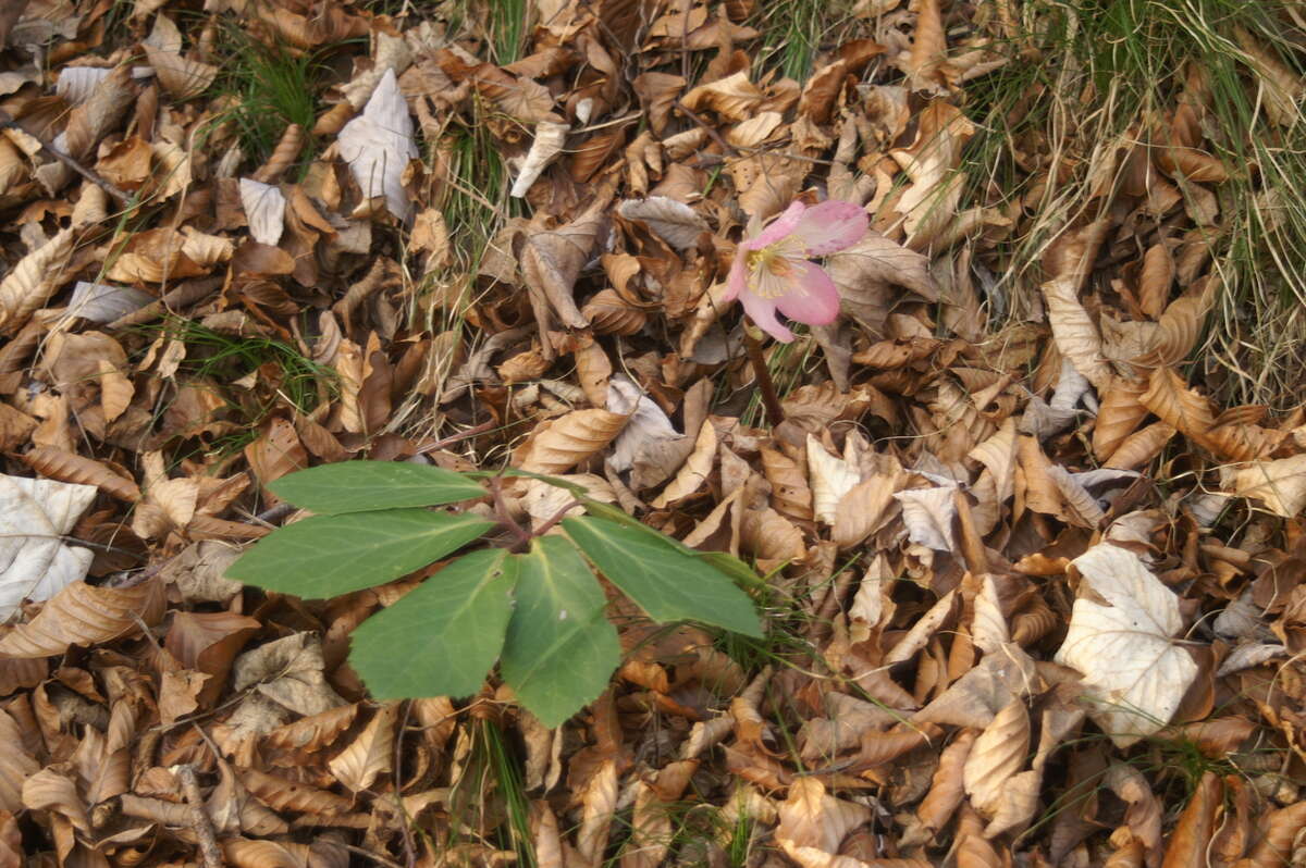 Image of black hellebore