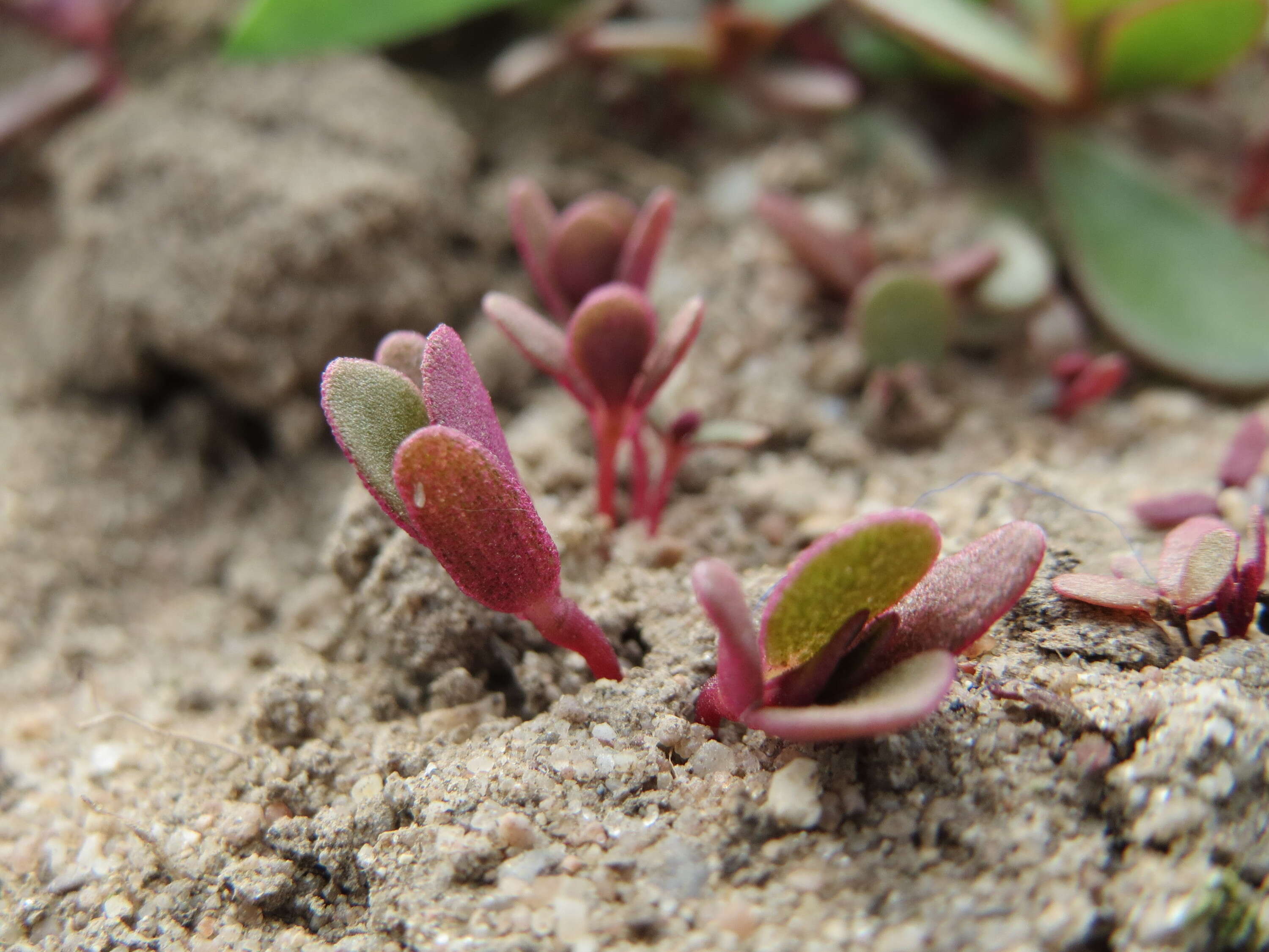 Image of common purslane