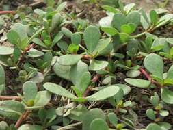 Image of common purslane