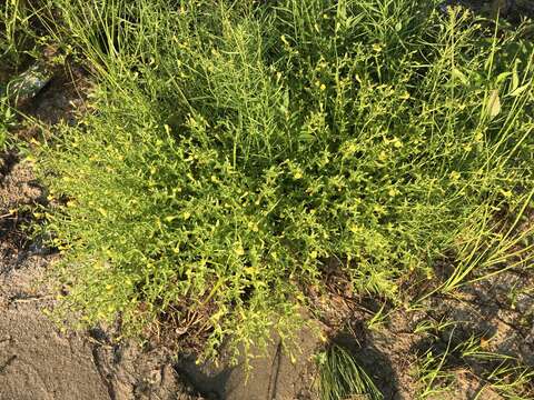 Image of Golden Hedge-Hyssop