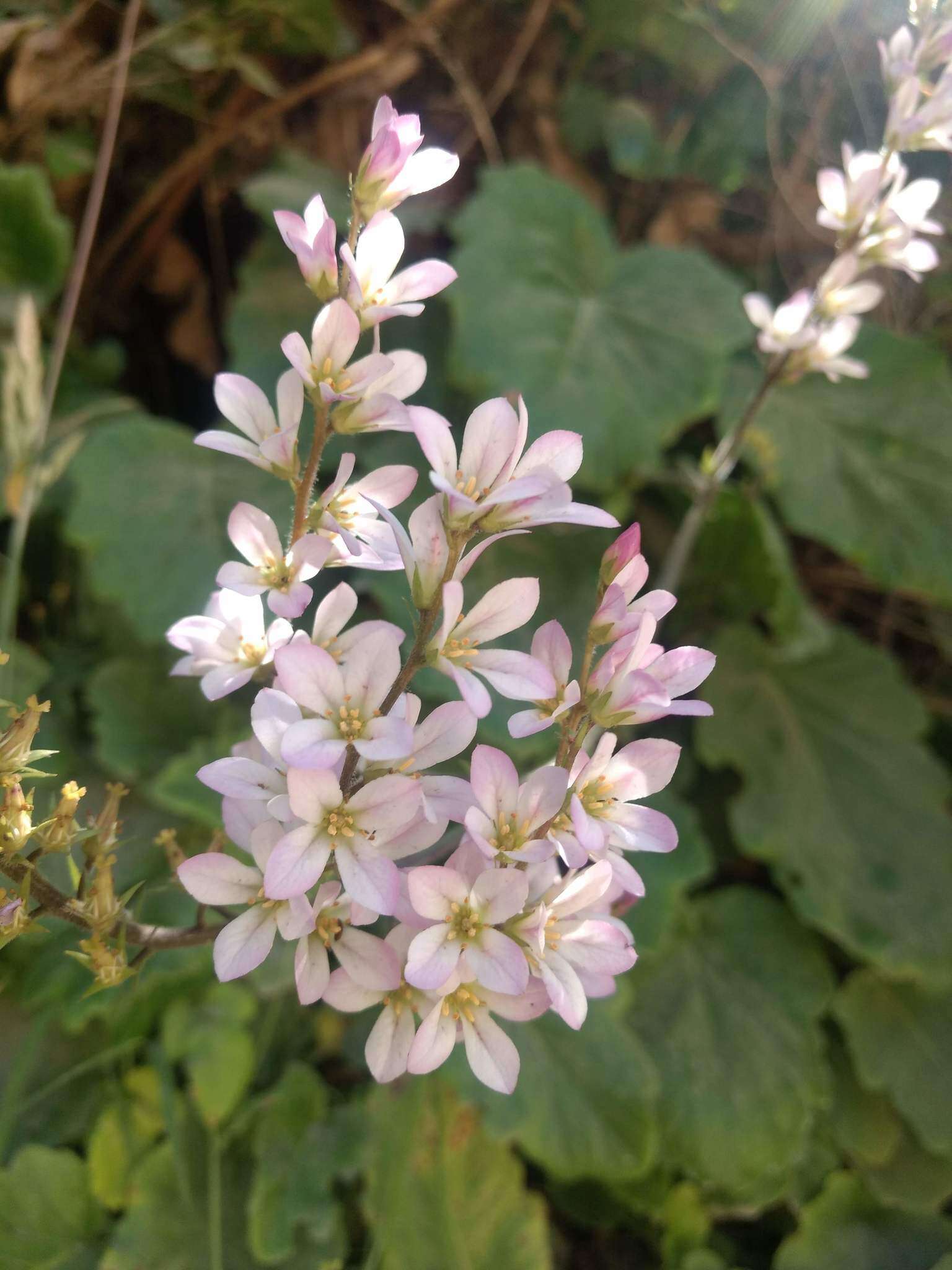 Image of Francoa appendiculata A. Juss.