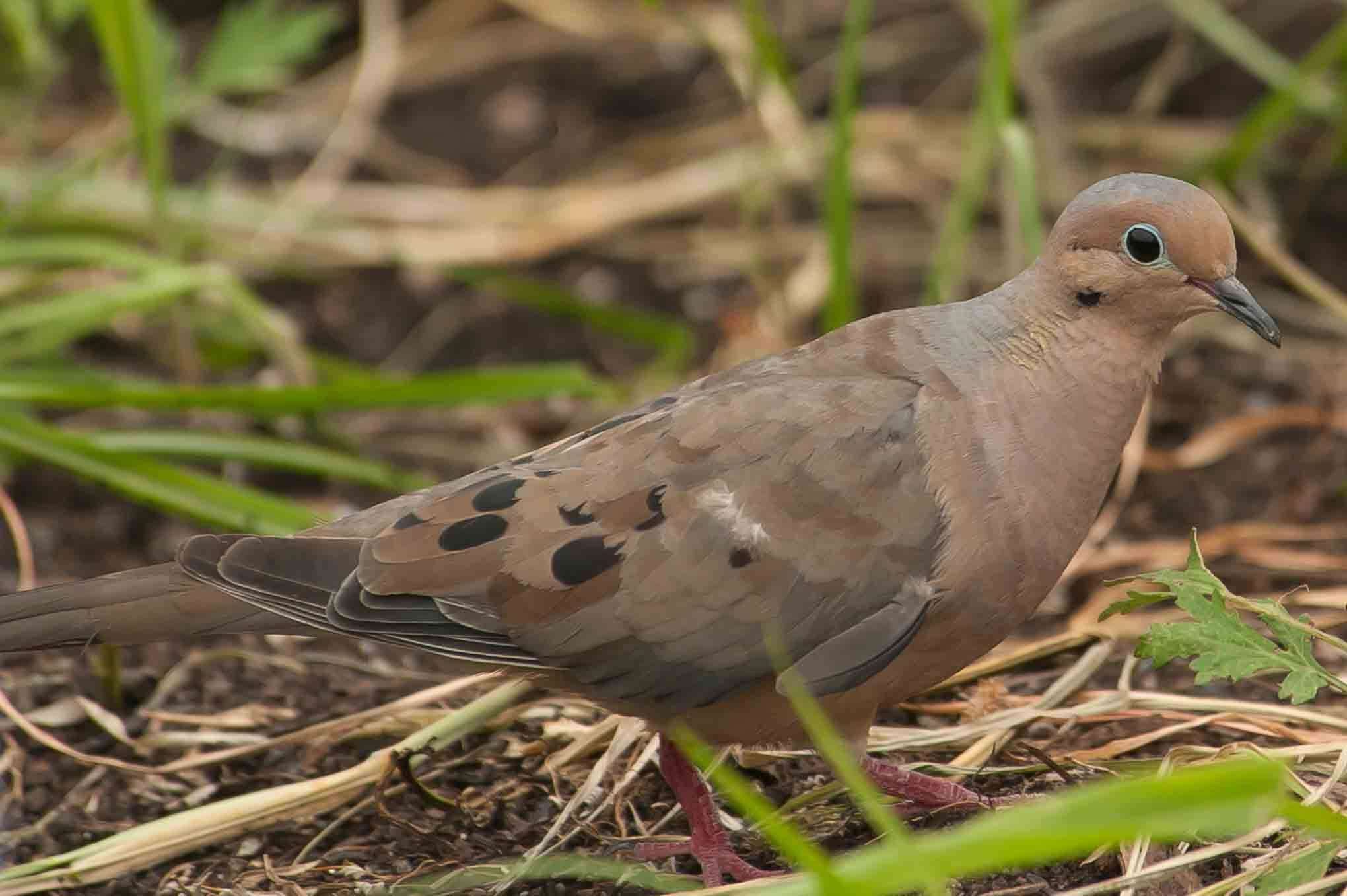 Image of American Mourning Dove