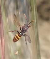 Image of Nomada xanthura Cockerell 1908