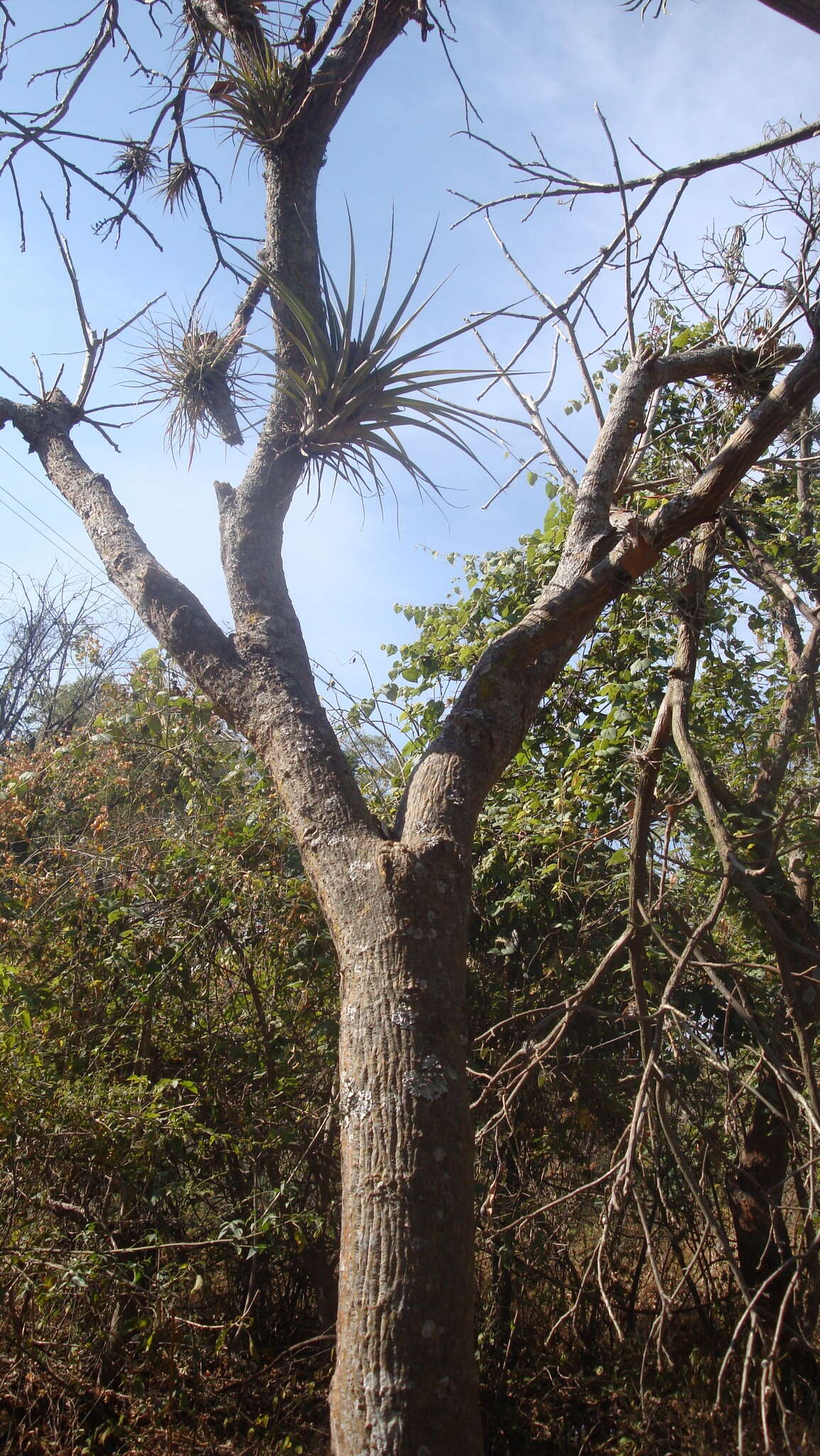 Слика од Erythrina americana Mill.