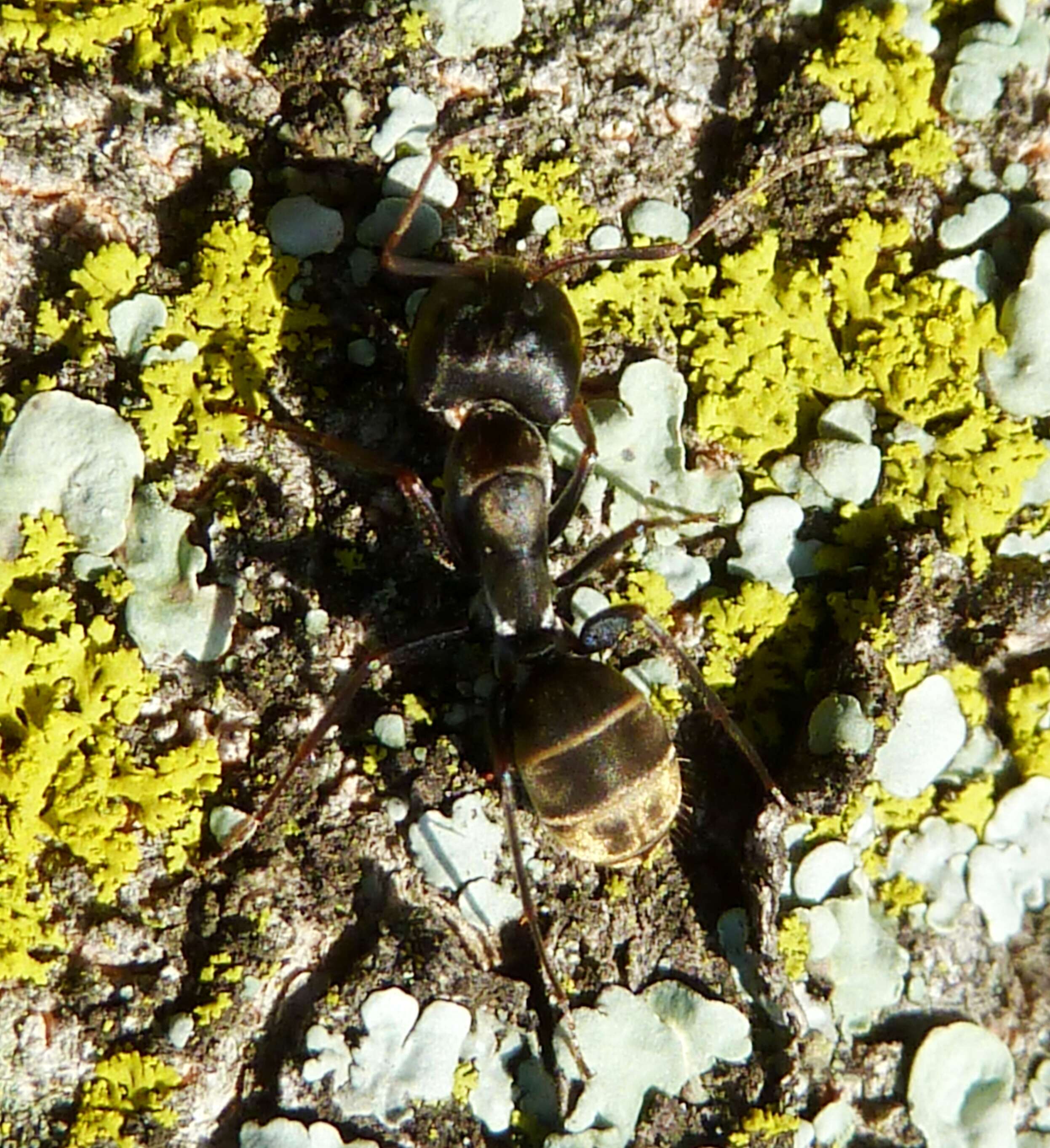 صورة Camponotus cinctellus (Gerstaecker 1859)