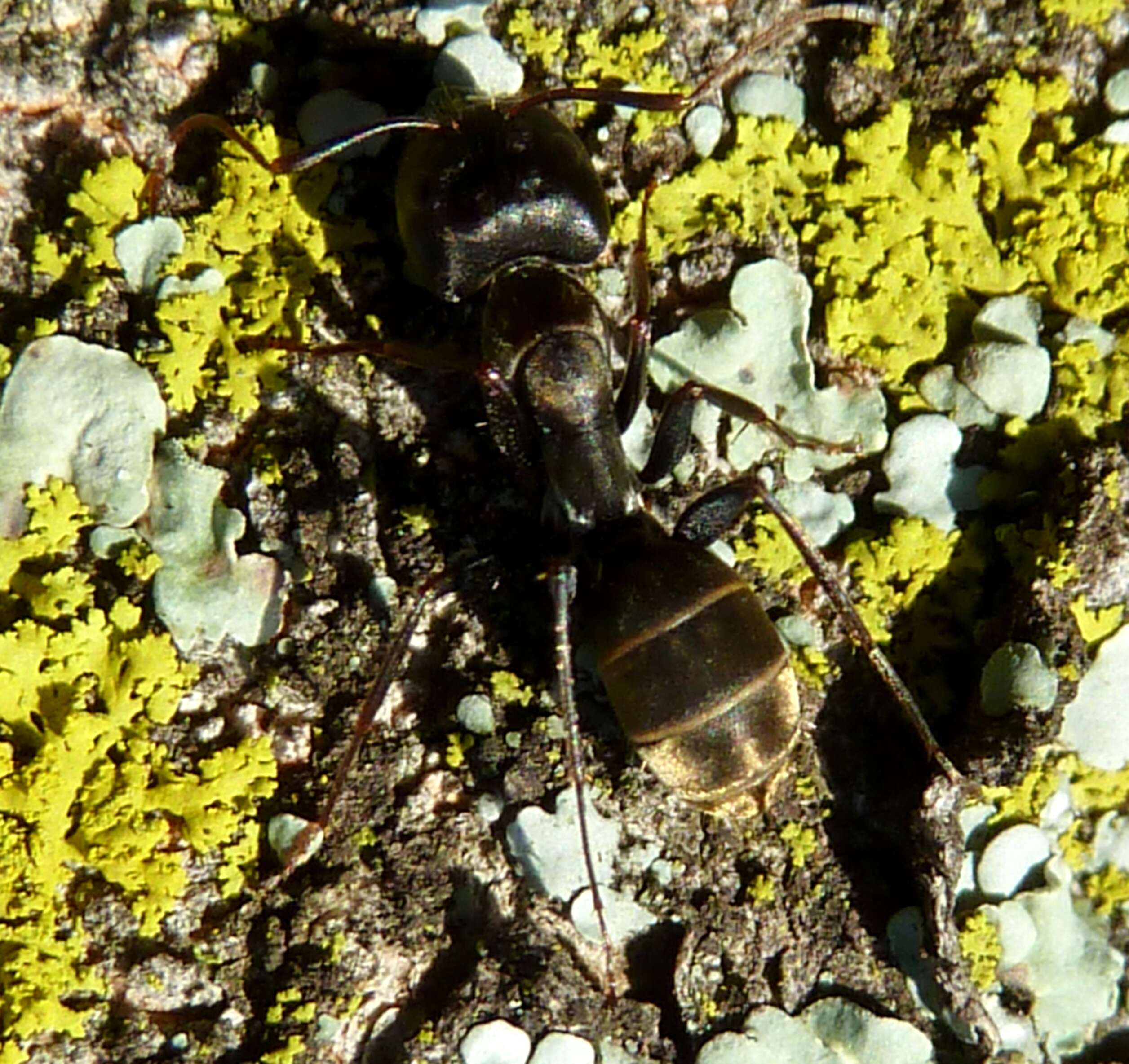 صورة Camponotus cinctellus (Gerstaecker 1859)