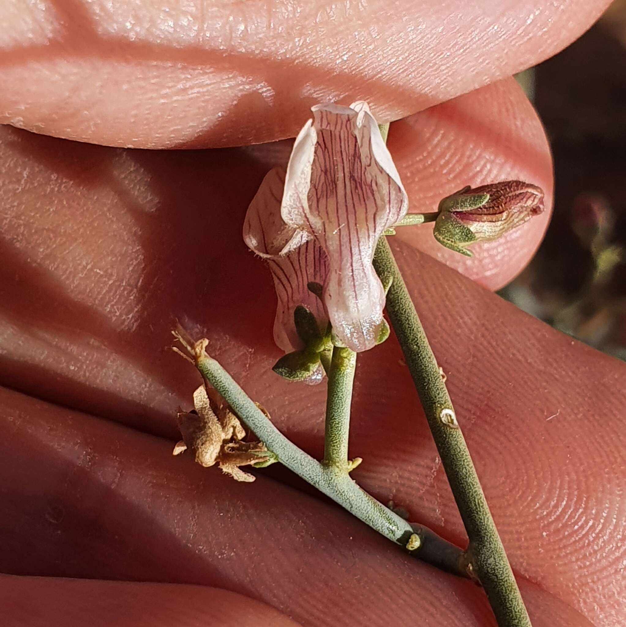 Image of Acanthorrhinum ramosissimum (Coss. & Durieu) Rothm.