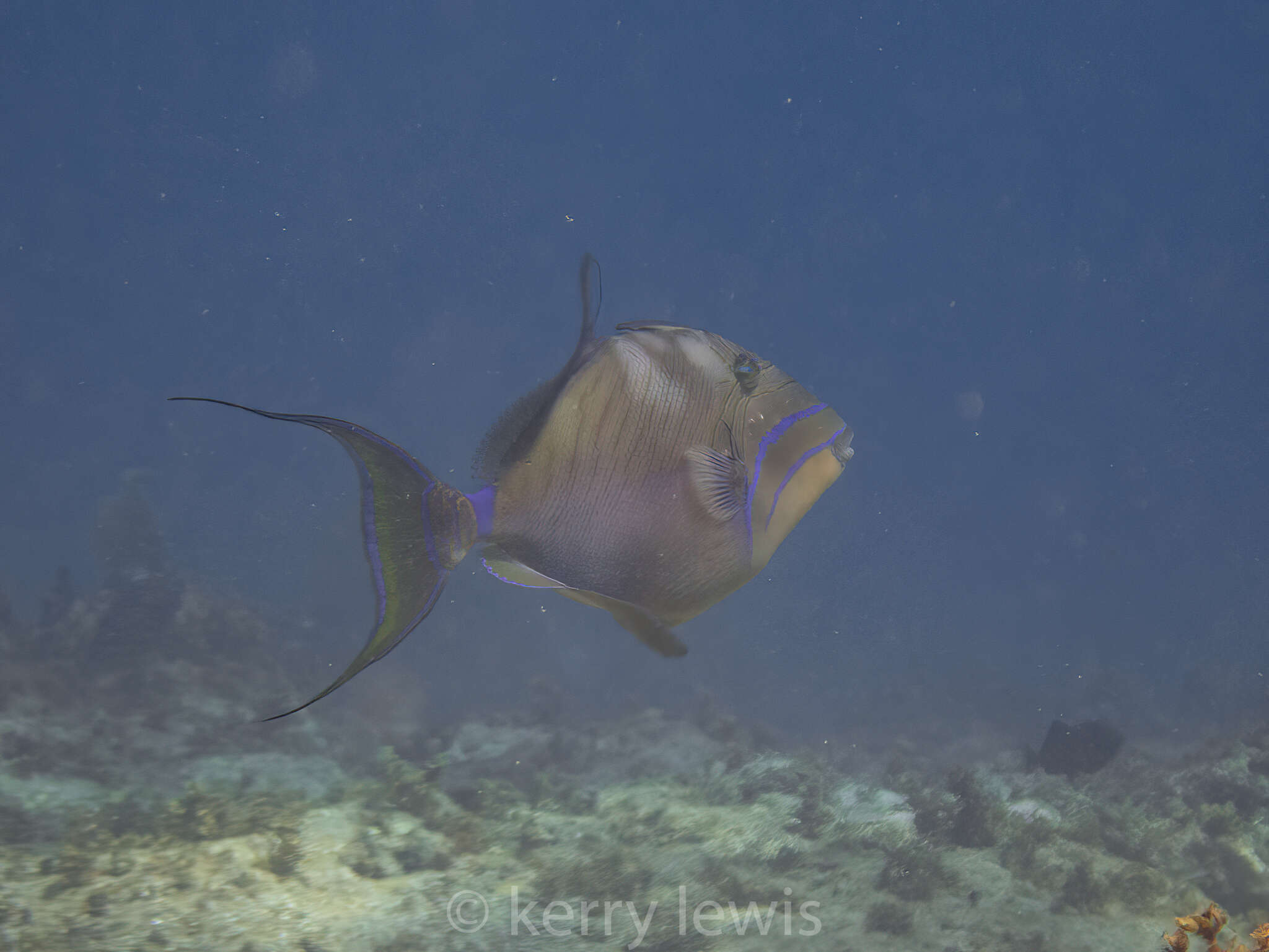 Image of Triggerfish