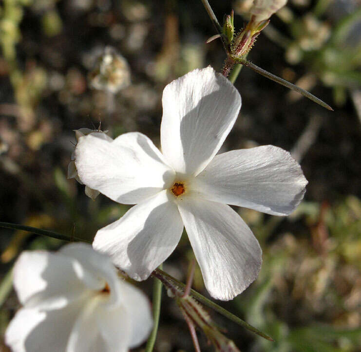 Image of Linanthus maricopensis J. M. Porter & R. Patt.