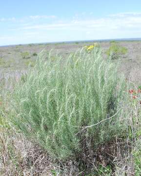 Artemisia filifolia Torr. resmi