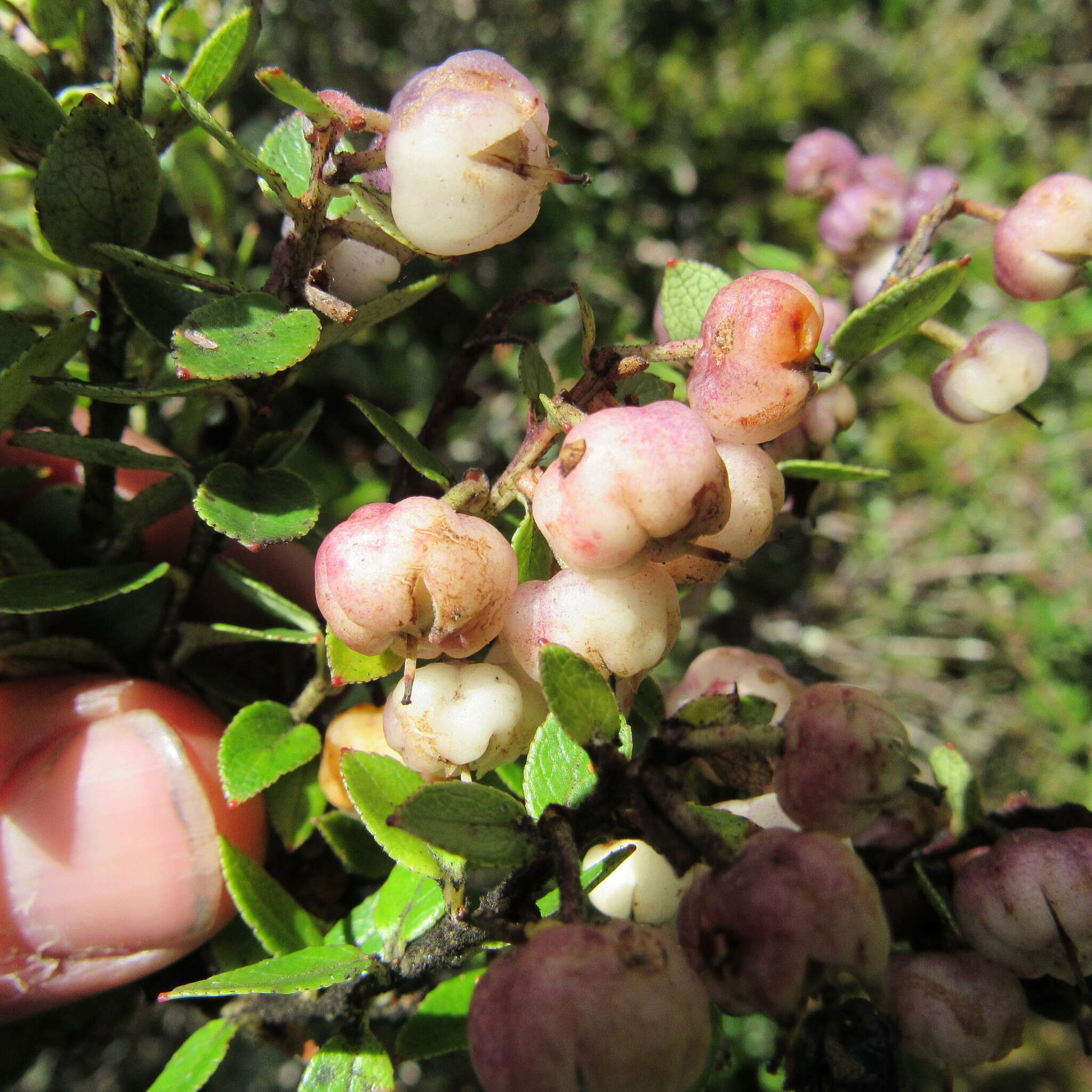 Sivun Gaultheria anastomosans (L. fil.) Kunth kuva